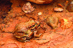 Red-spotted toads